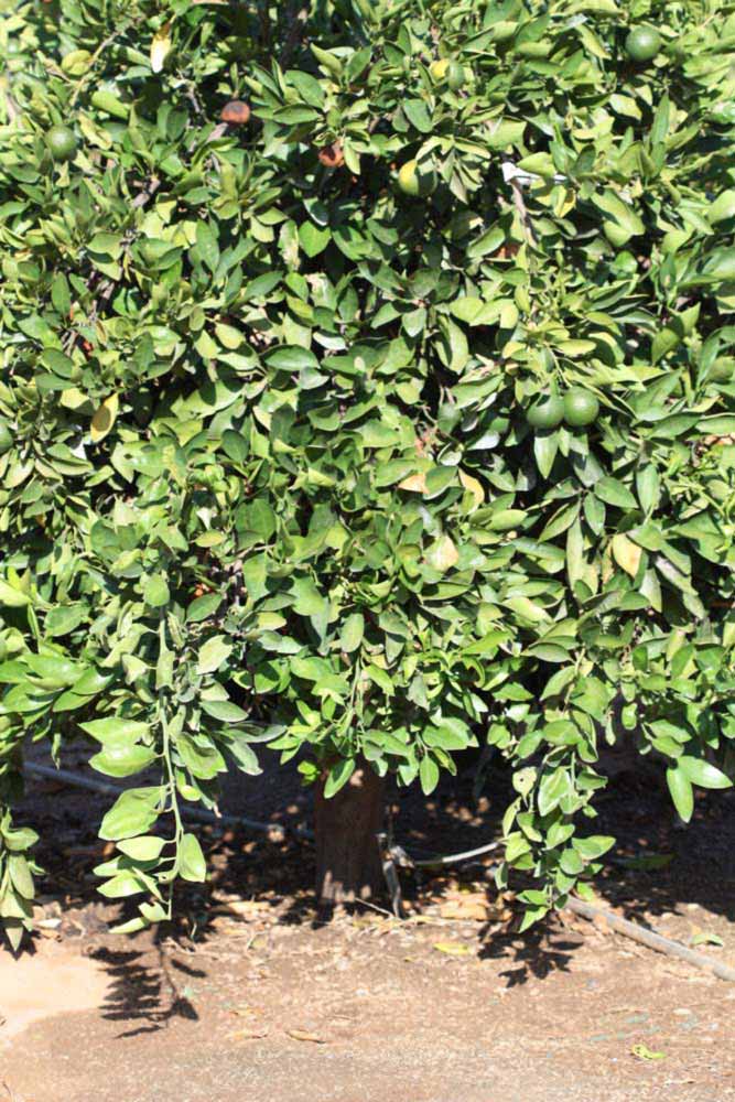            Habit (Riverside, CA)   